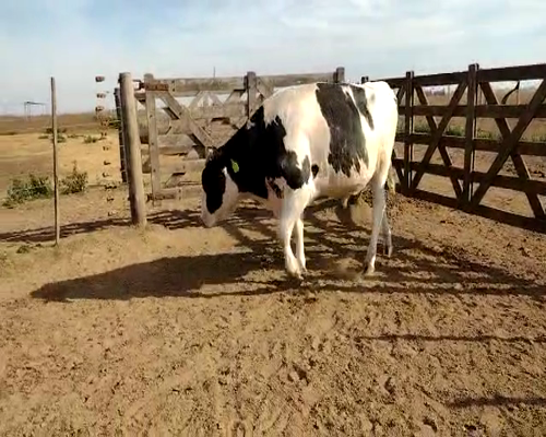 Lote TORO RP4841 LA REFORMA