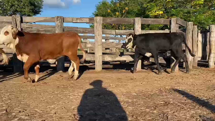 Lote 100 Terneras en Gral. San Martin, Chaco