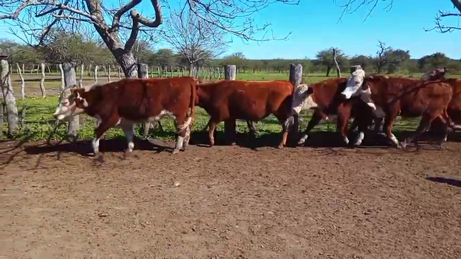 Lote 55 Terneros