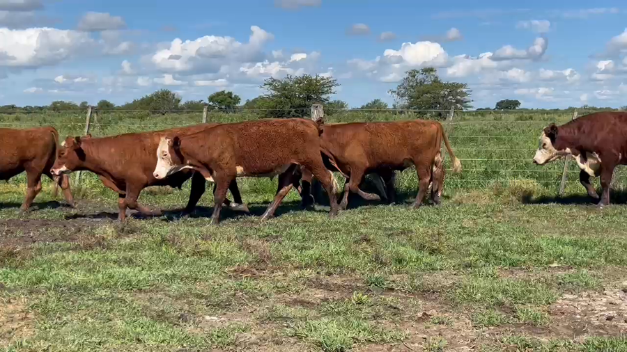 Lote 80 Novillitos