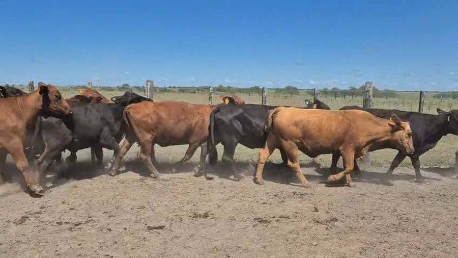 Lote 47 Vacas de invernar