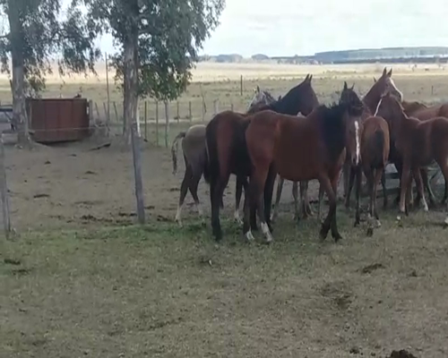 Lote 12 Piezas de cría ANGLO ARABE en SANCHEZ GRANDE