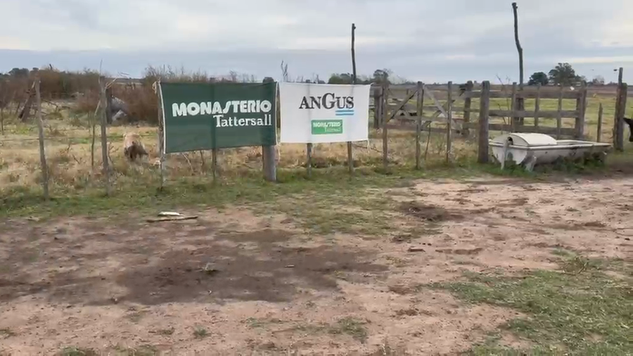 Lote 116 Terneros en Daireaux