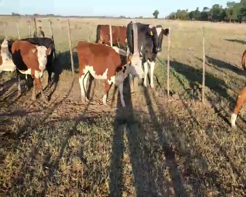 Lote 5 Terneras en Suipacha, Buenos Aires