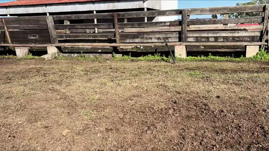 Lote OVEJAS PREÑADAS