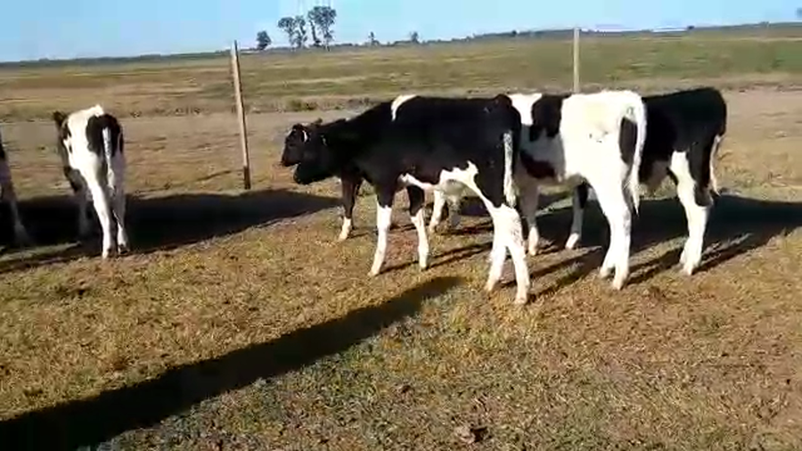 Lote 19 Terneros en Las Palmeras, Santa Fe