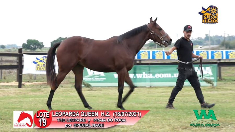 Lote LEOPARDA QUEEN