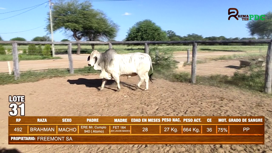 Lote TORO BRAHMAN - FREEMONT SA