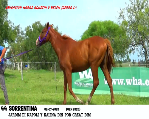 Lote SORRENTINA