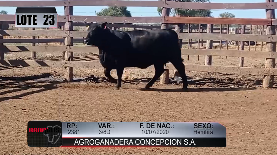Lote Nacional de Otoño Brangus Campo - Lote 23