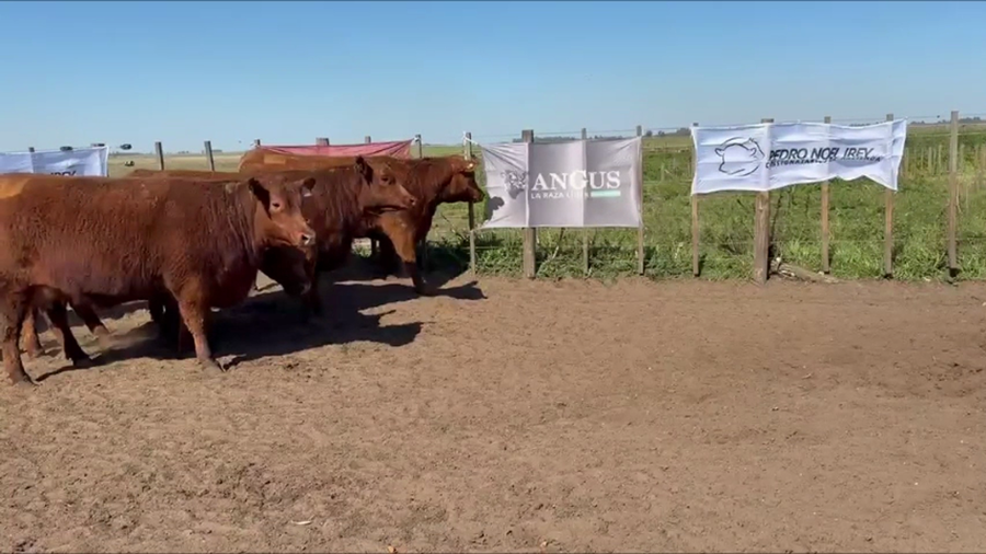Lote Vaquillonas PC CON CRIA