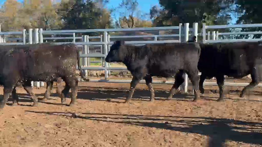 Lote 150 Vaquillonas