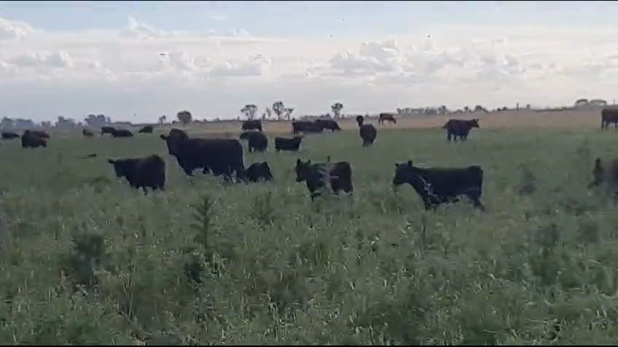 Lote 30 Terneros/as en Pellegrini, Buenos Aires