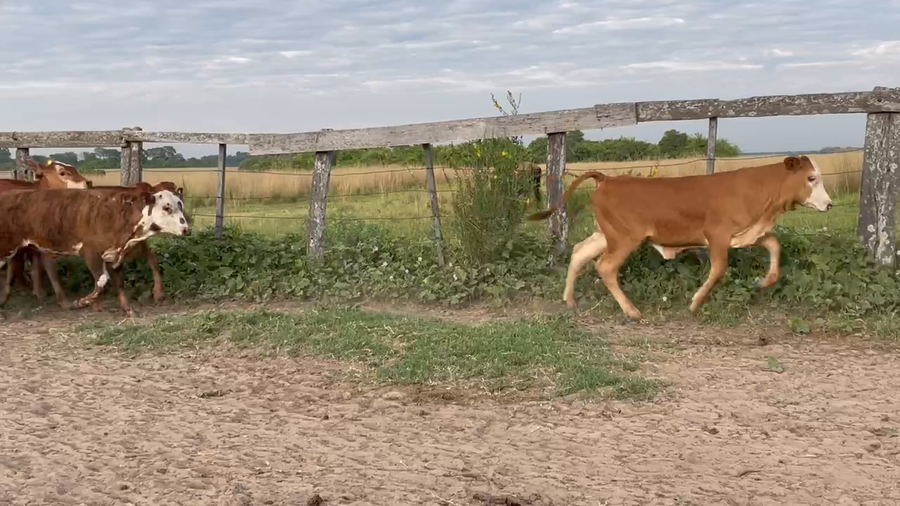 Lote 80 Terneros/as en Berón de Astrada, Corrientes