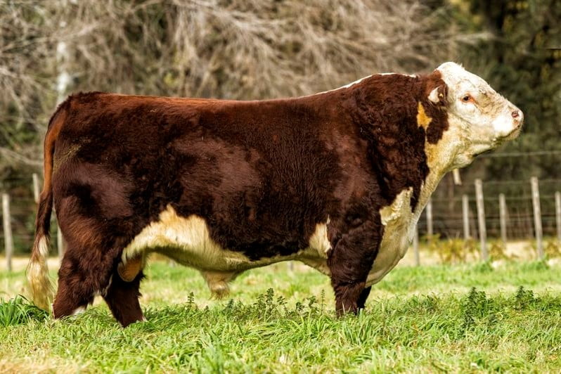 Lote Dosis de Semen Jotabe X3781 "Famoso"