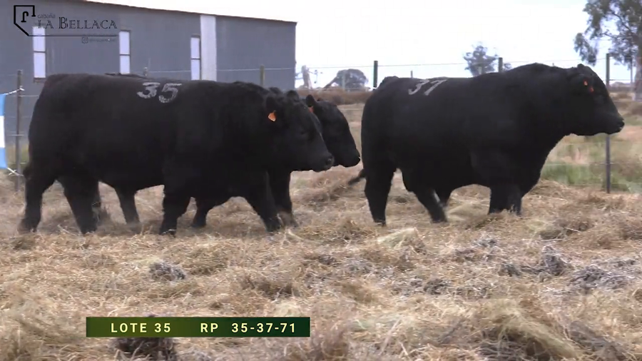 Lote TOROS PUROS CONTROLADOS