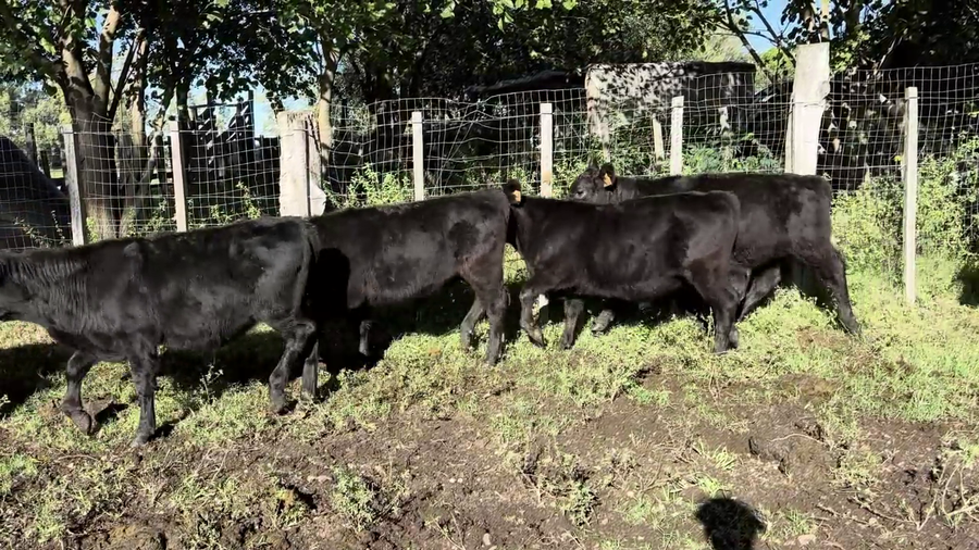 Lote TERNEROS Y TERNERAS