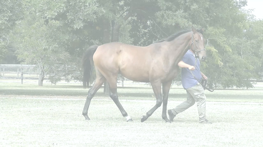 Lote HERRERA RIDE (RERIDE -  MONTE UDALA)