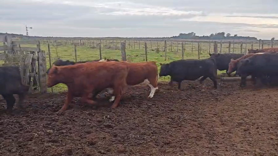 Lote 170 Novillitos en Buenos Aires, Daireaux