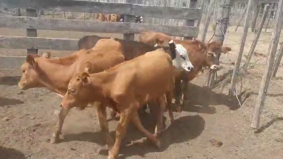 Lote 8 Terneros Cruzas Carniceros a remate en Pantalla Camy - Liquidación de Estancia en Ruta 23 Km 122
