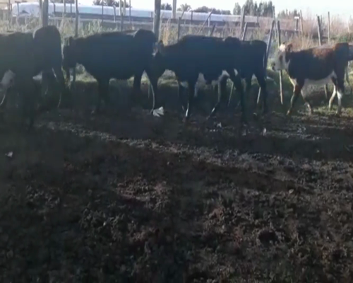 Lote Vaquillonas