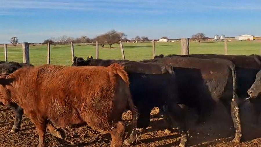 Lote 62 Novillo Consumo