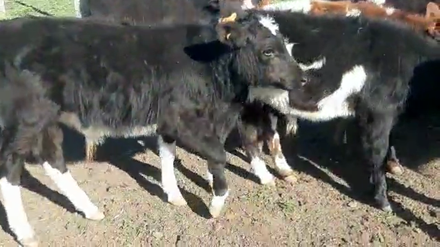 Lote 12 Terneros Cruzas holando