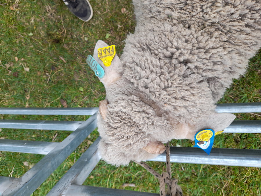 Lote Carnero TOP, 21-1441