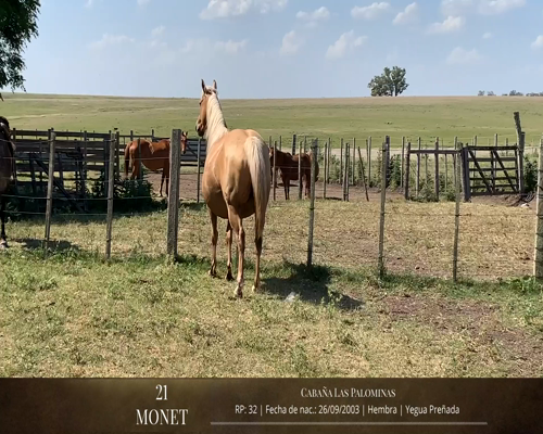 Lote Caballos a remate en 2da ESTA NOCHE BAYA, San José