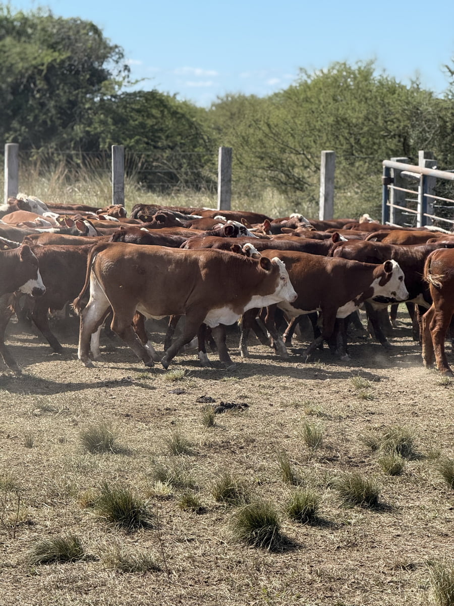 Lote 60 Terneros en Corrientes, Mercedes
