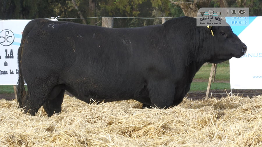 Lote TOROS PUROS CONTROLADOS