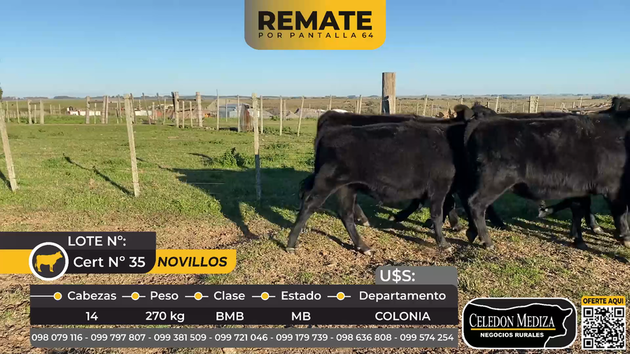 Lote 14 Novillos en Puntas del Rosario, a 5 km de Ismael Cortinas, Colonia