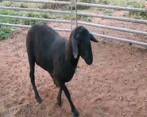 Lote Macho P1 a remate en 1° Feria Online APCO Dorper y Santa Inés 57kg -  en San Ignacio