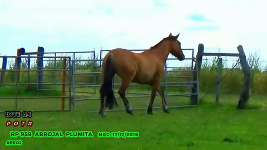 Lote Abrojal Plumita