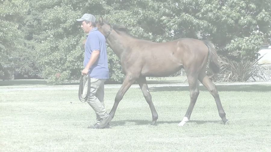 Lote SOBERANA RIDE (RERIDE -  AUSTERITY)