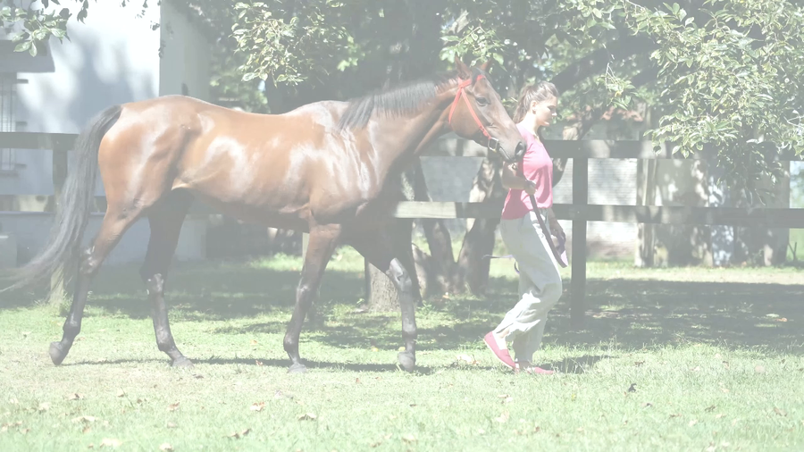 Lote BETTY’S RIDE (RERIDE -  PURA BELLEZA) RETIRADA DEL TRAINING