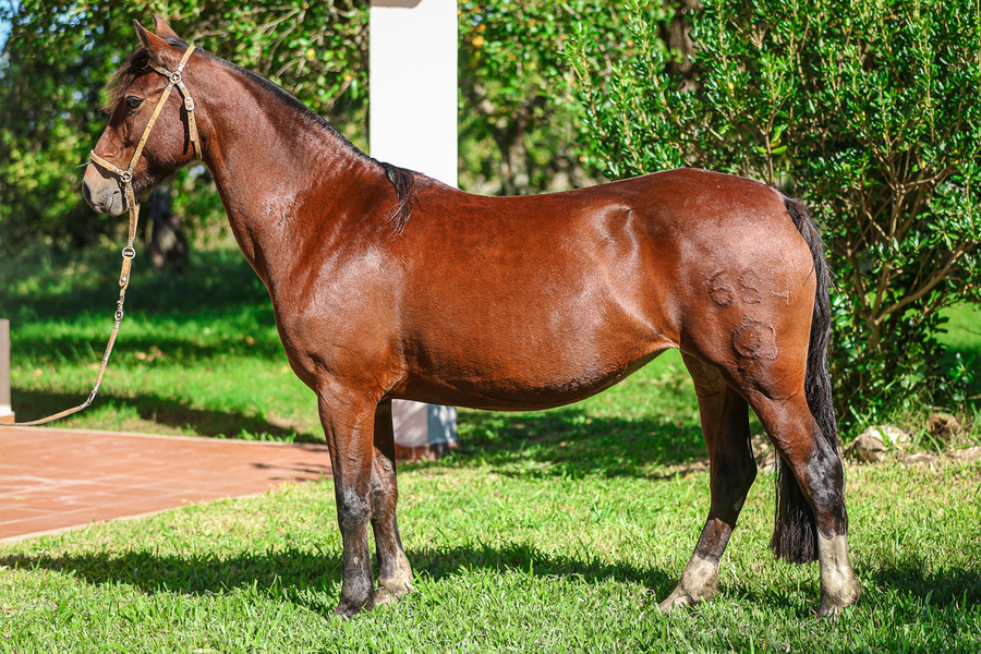 Lote LIBERDADE DA SANTA EULALIA