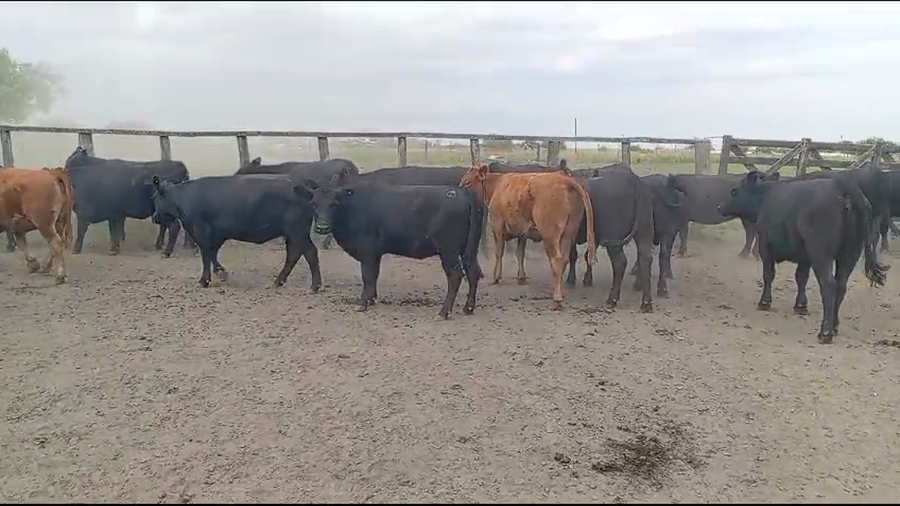 Lote 110 Vaquillonas C/ gtia de preñez