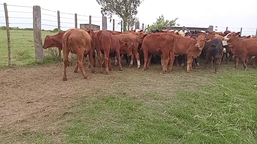 Lote 55 Terneras en Santa Fe, Capivara