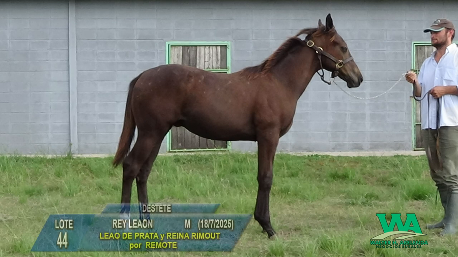 Lote REY LEAON