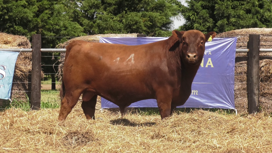 Lote TOROS ANGUS PURO CONTROLADO
