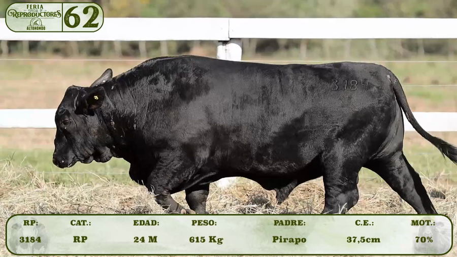 Lote LOTE 62