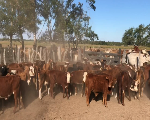 Lote 75 Terneros/as en Bella Vista, Corrientes