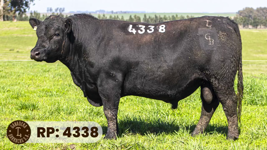 Lote RP 4338