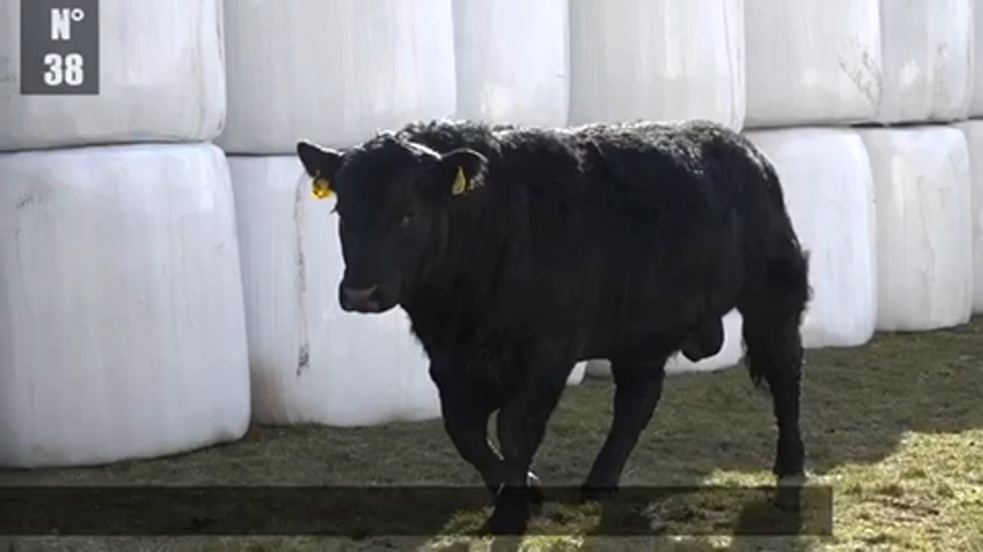 Lote 1 Toro en Coyhaique, XI Región Aysén