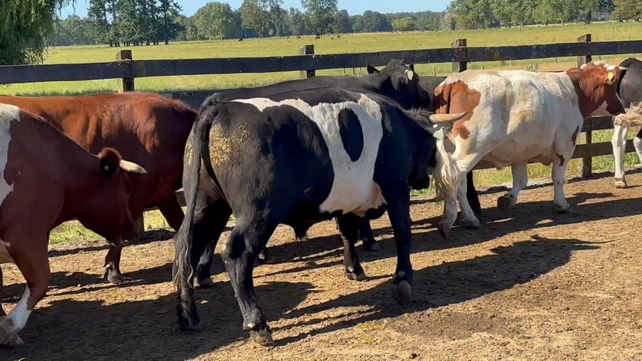 Lote 41 Novillo Gordo