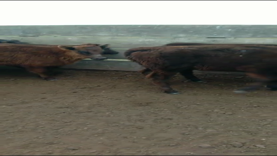 Lote Terneros/as en Pehuajó, Buenos Aires