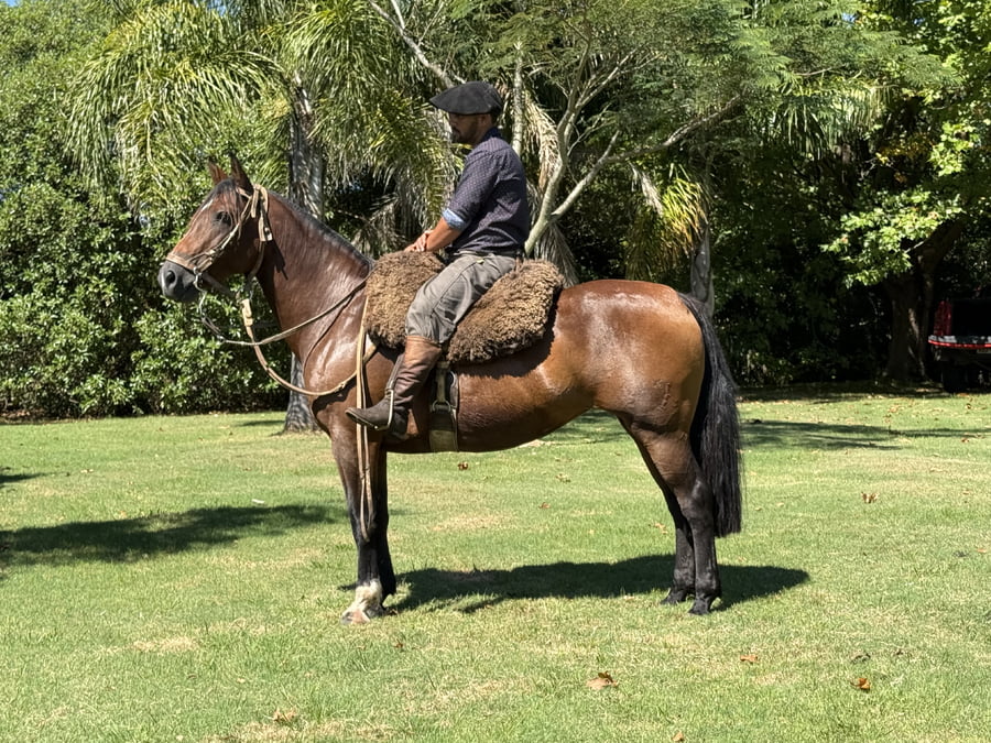 Lote DEL PASO FRAILEA