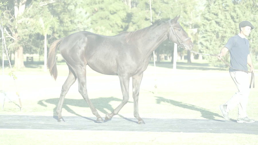 Lote AGRADECIDAS (SANDINO RULER -  GRATEFULLY  por  Equal Stripes)