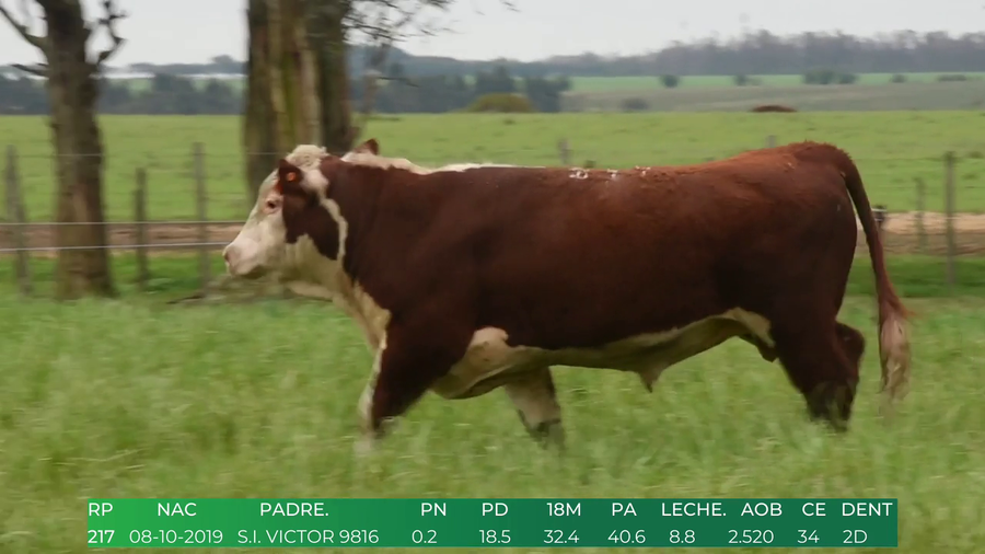 Lote Toros POLLED HEREFORD a remate en 4º  Remate  Anual Cabaña El Treból en Liga de Trabajo de Guichón